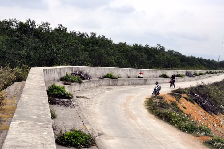 Tuyến đê Hà Nam, đoạn qua phường Nam Hoà, TX Quảng Yên được bảo vệ bởi hệ thống rừng ngập mặn xanh tốt.