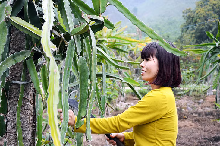 Mô hình trồng thanh long ruột đỏ của hộ gia đình chị Hoàng Thị Lụa, thôn Đồng Đặng, xã Đồng Lâm, huyện Hoành Bồ giúp gia đình chị bớt khó khăn.
