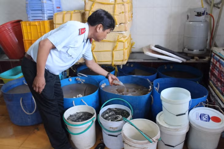 Lực lượng chức năng phát hiện có hơn 55kg tôm có chứa tạp chất agar tại cơ sở này.