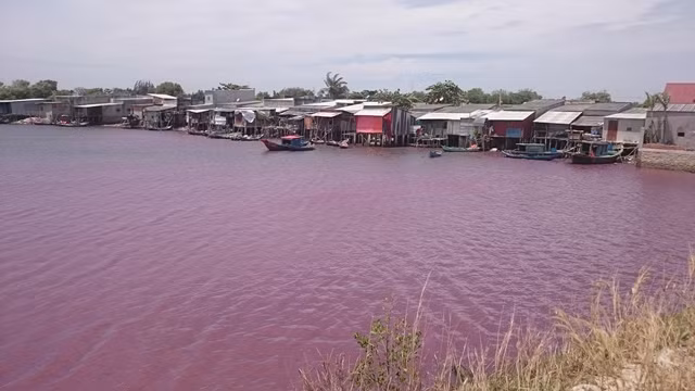 Nước trong hồ đang chuyển dần sang mầu hồng tím.