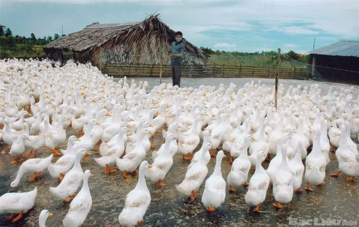 Đa số bà con chăn nuôi theo kiểu tự phát, nhỏ lẻ.