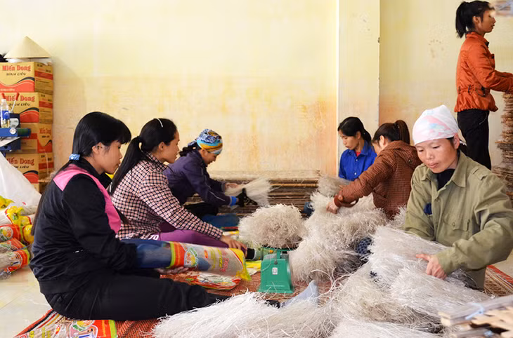 Đóng gói sản phẩm miến dong Bình Liêu (sản phẩm OCOP) ở Công ty CP Thương mại và Dịch vụ Bình Liêu.