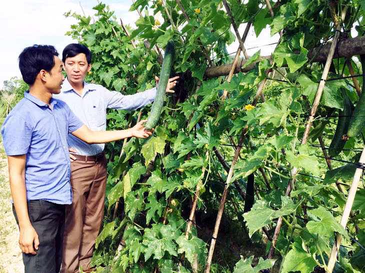 Mô hình vườn mẫu của người dân được chăm sóc tốt, cho hiệu quả kinh tế cao.