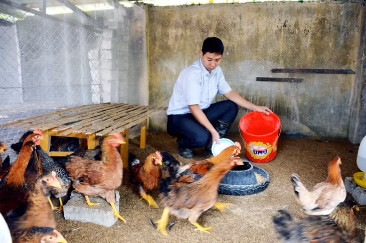 Gà Bang Trới thế hệ 1, 2 được Trường Cao đẳng Nông lâm Đông Bắc nhân thuần giống.
