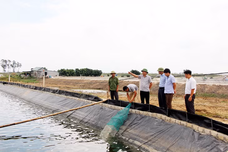 Lãnh đạo TX Quảng Yên kiểm tra khu NTTS tập trung tại phường Hà An.
