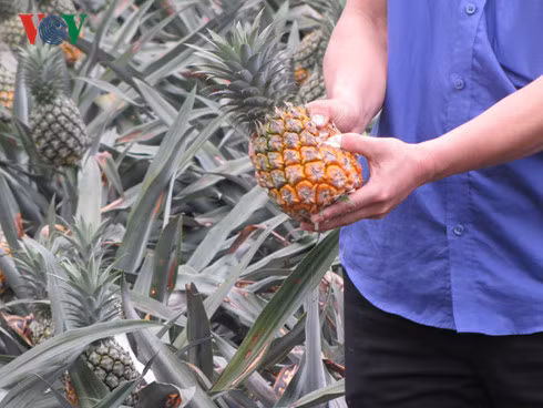 Dứa thối nhũn trên nương