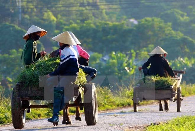 Ảnh minh họa. (Nguồn: TTXVN)