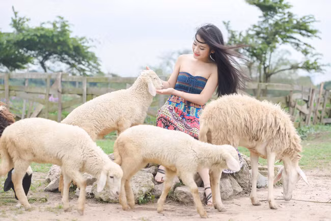 Cô nàng vừa thực hiện bộ ảnh đẹp như mơ bên bầy cừu trắng.