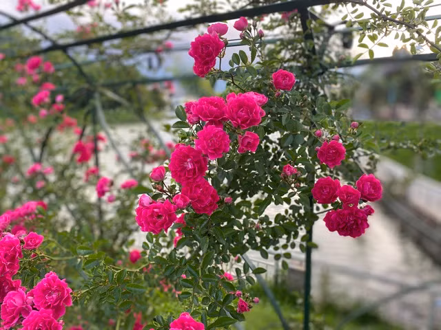 Ấn tượng nhất trong thung lũng hoa hồng, phải kể đến loại hồng leo đặc trưng của Sa Pa. Loài hoa này có nguồn gốc từ Châu Âu, được người Pháp mang đến vùng đất này cùng với hồng cổ Sa Pa.