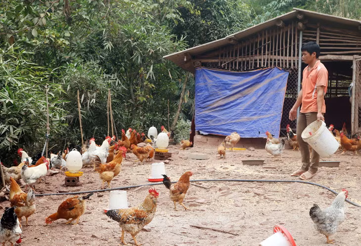Gà Tiên Yên là một trong những loài được đề xuất bảo tồn nguồn gen trong giai đoạn tới. Trong ảnh: Mô hình nuôi gà đồi Tiên Yên của hộ anh Trần Văn Hoan (xã Hà Lâu, huyện Tiên Yên).