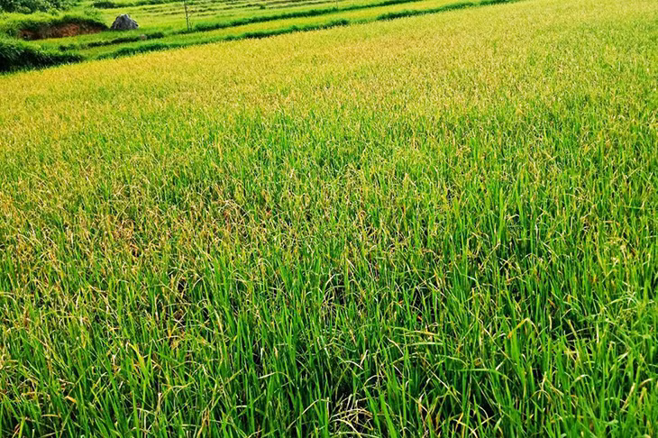 Một cánh đồng lúa ở thông Chè Phạ, xã Đồng tâm đang bị bệnh sâu cuốn lá nhỏ