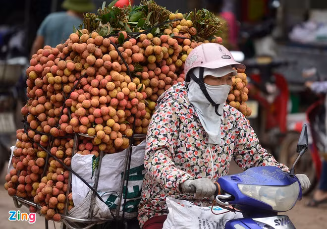 Bộ Công an đã chấp thuận cho hơn 300 thương nhân Trung Quốc sang Bắc Giang mua vải thiều. Ảnh: L.H
