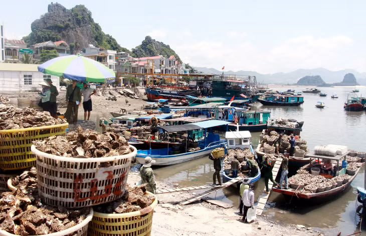 Mặc dù giá trị 1kg nhuyễn thể chưa cao bằng so với cùng kỳ năm 2019, tuy nhiên, sức tiêu thụ của thị trường trong nước đã tăng trở lại so với thời điểm có dịch Covid-19.