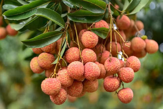 Ảnh minh họa. Ảnh: Dân trí.