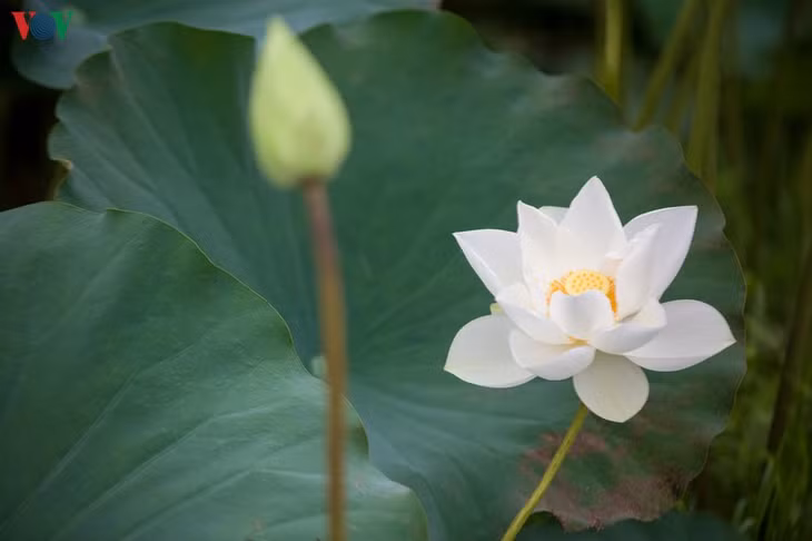 Chính vì điều đó, đầm sen đã tạo nên sự khác biệt với những đầm sen hồng thường thấy vào mỗi dịp hè về.
