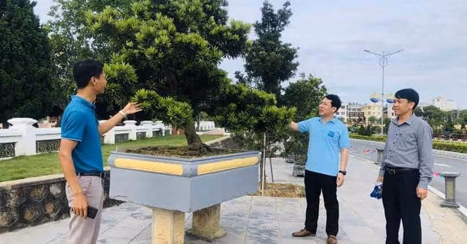 Nhiều cây tùng đẹp có giá trị cao được trưng bày tại triển lãm.