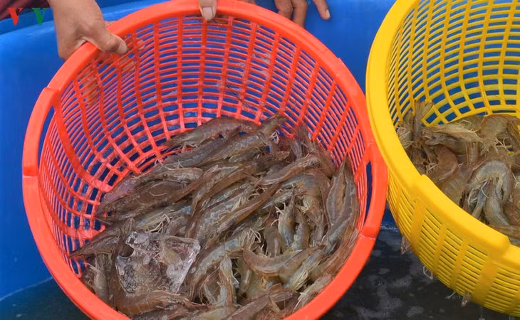 Giá tôm thẻ nguyên liệu đã tăng trở lại.