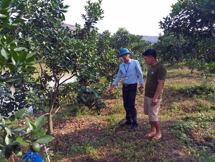 Trang trại tổng hợp của hộ anh Nguyễn Trường Binh (thôn Đá Bạc, xã Dương Huy, TP Cẩm Phả) cho thu nhập từ 500-700 triệu đồng/năm. 