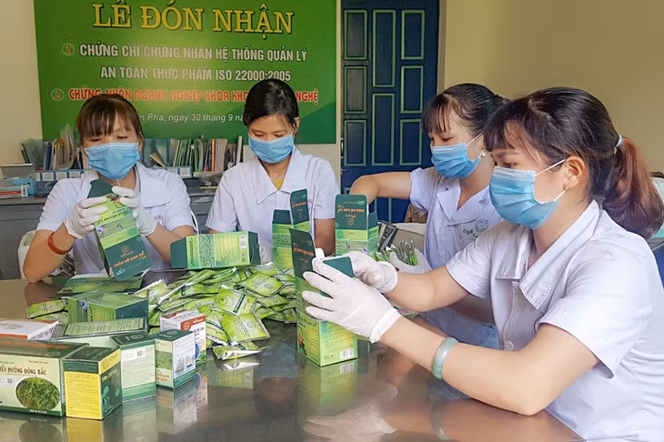 Sản phẩm chính của Công ty Nuôi trồng, sản xuất và chế biến dược liệu Đông Bắc là cây dược liệu của Tiên Yên. Ảnh: Việt Hoa