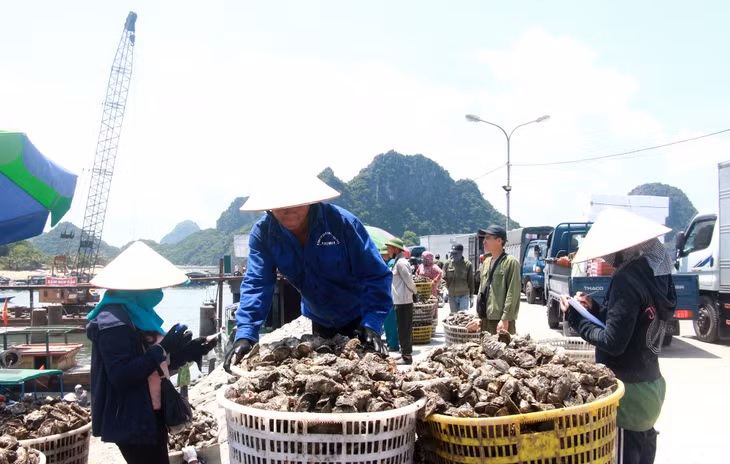 Nhuyễn thể sau khi thu hoạch được người dân tập kết tại cảng Cái Rồng và được thương lái đến tận nơi thu mua.
