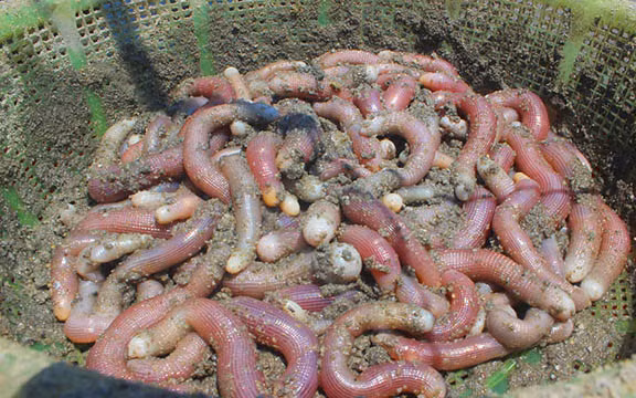 Sá sùng Vân Đồn.