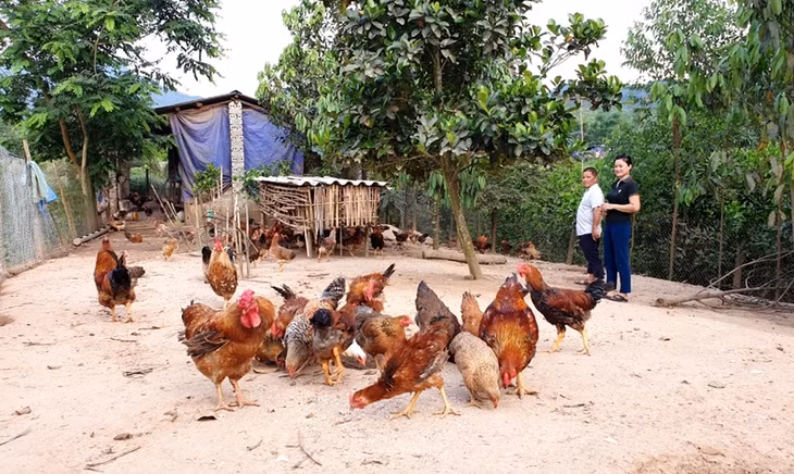 Chị Đặng Thị Mai giới thiệu với Phó Chủ tịch UBND xã Thanh Sơn về mô hình nuôi gà của gia đình.