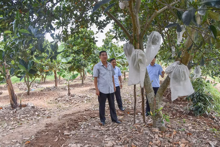 Mô hình trồng cây ăn quả tại Trang trại