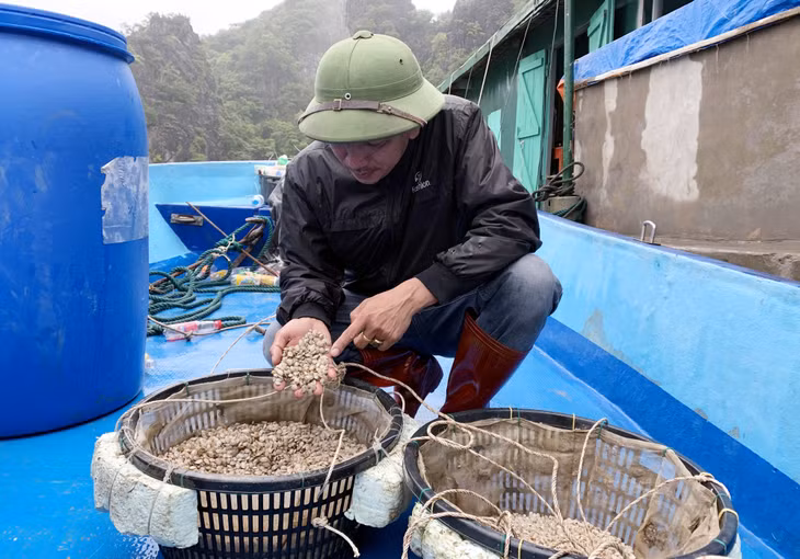 Người dân đang phân loại con giống ngao hai cùi trước khi thả nuôi.