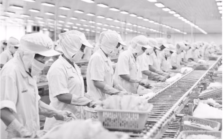 Chế biến thủy sản xuất khẩu tại Công ty cổ phần Xuất nhập khẩu thủy sản Cần Thơ (TP Cần Thơ). Ảnh: Quốc Tuấn