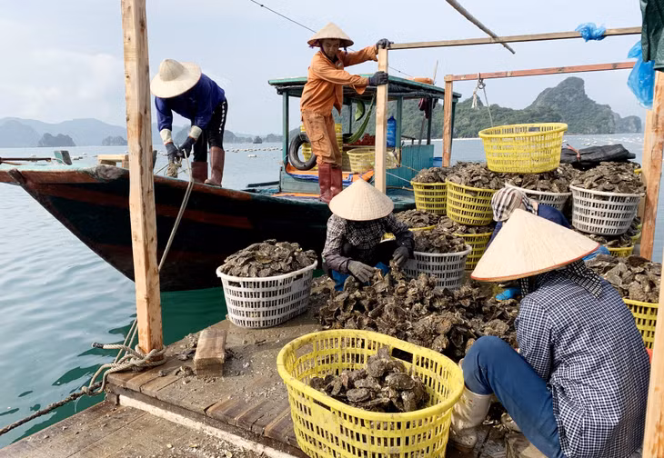 Trung bình mỗi ngày có khoảng 20 hộ dân thu hoạch nhuyễn thể, với sản lượng đạt khoảng 130 tấn/ngày (100 tấn hầu, 30 tấn ngao hai cùi), cao gấp đôi so với thời điểm có dịch Covid-19.
