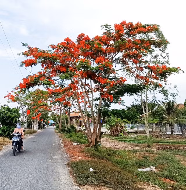 Hoa phượng vĩ nở rực trên tuyến đường về Đền thờ Bác Hồ ở Bạc Liêu những ngày tháng 5.