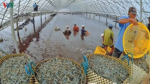 Một trong những việc cần thiết làm ngay là chuỗi cung ứng vật tư thiết yếu cho nuôi trồng và chế biến thuỷ sản không phụ thuộc vào thị trường Trung Quốc.