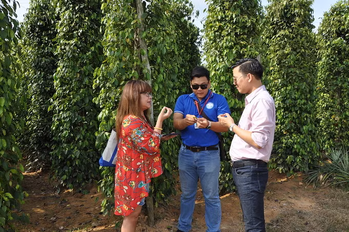 Du khách tham quan và được nghe giới thiệu về hồ tiêu của Phú Quốc. Ảnh: Nguyễn Nam.