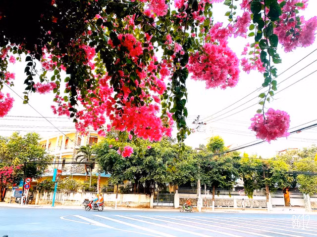 Hoa giấy được trồng ở nhiều góc phố, con đường của TP biển Nha Trang