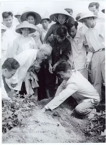 Chủ tịch Hồ Chí Minh thăm đảo Cô Tô ngày 9/5/1961. Người đã bảo Bí thư Tỉnh uỷ Hải Ninh bới thử khoai lang của bà con xem có tốt không.