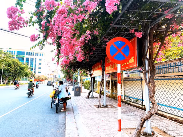 Giàn hoa giấy lung linh màu sắc trên con đường Lý Tự Trọng vốn đã tạo nhiều cảm xúc với hai hàng sao đen che mát con đường