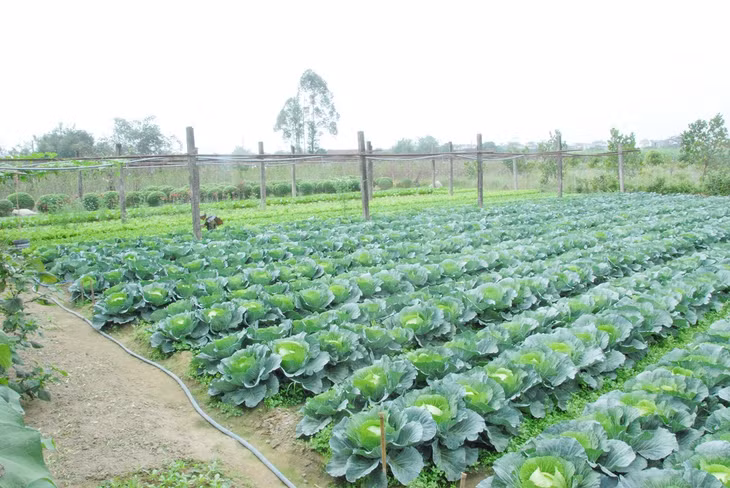Sản xuất rau màu là thương hiệu của nông dân xã Quảng Minh (huyện Hải Hà).