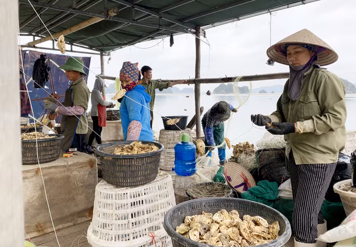 Bên cạnh tập trung thu hoạch, người dân Vân Đồn cũng đang chuẩn bị dây nuôi hầu, con giống, sẵn sàng cho vụ mới, dự kiến thả nuôi trước mùa mưa bão 2020.