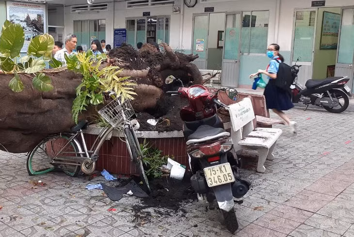 Cây phượng được cho là hơn 50 tuổi, phần gốc khá to, xù xì. Ảnh: Trần Hồng Vũ.