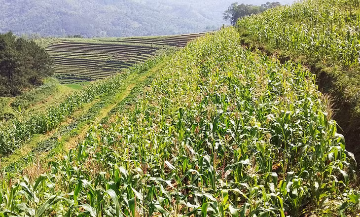Đặc sản ngô nếp trồng trên ruộng bậc thang ở Bình Liêu.