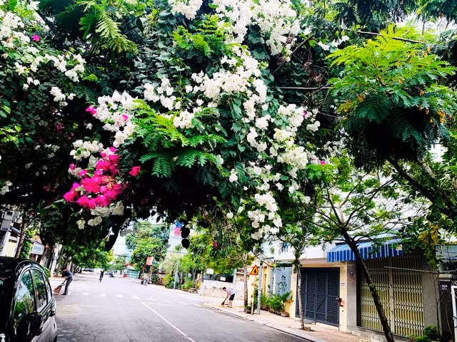 Đường Phùng Hưng có một vòm hoa giấy hai màu trắng và hồng giao nhau như vòm trời, là nơi có nhiều ngôi nhà được phủ hoa giấy trong TP.