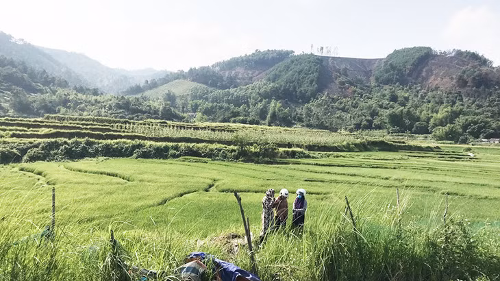 Hầu hết các vùng canh tác của Bình Liêu đều nhỏ lẻ, xa trung tâm.