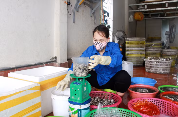 Nhuyễn thể hầu biển được thương lái thu mua, lọc bỏ vỏ, lấy ruột tiêu thụ khắp thị trường cả nước; ngao hai cùi được cung cấp cho các nhà hàng, khách sạn trên địa bàn tỉnh và vùng lân cận.