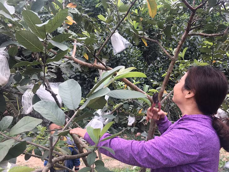 Vườn cây ăn quả của gia đình chị Phạm Thị Tươi, thôn Tân Hải, xã Dương Huy cho thu nhập cao.