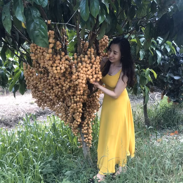Khách thích thú chụp ảnh với vườn dâu 