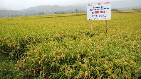 Cánh đồng mẫu lớn xã Phù Nham (Ảnh: Nongnghiep.vn)