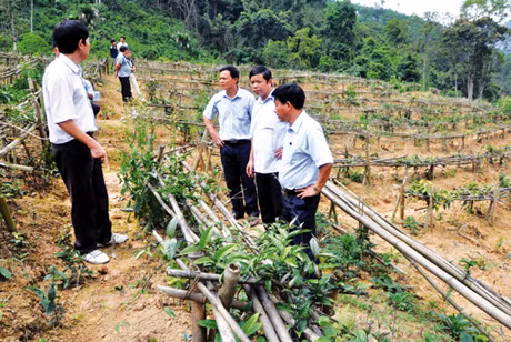 Mô hình trồng ba kích tím của HTX Toàn Dân ở xã Thanh Lâm, Ba Chẽ.