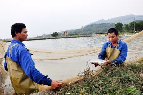 Cán bộ kỹ thuật của Trung tâm Khoa học và Sản xuất giống thuỷ sản Quảng Ninh kiểm tra cá rô phi đơn tính Cát Phú bố mẹ.