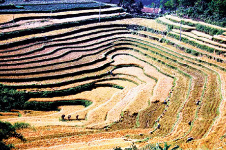 hoặc đến thăm những cung ruộng bậc thang tại xã Đại Thành, Đại Dực độc đáo không kém gì phong cảnh Sa Pa (ảnh 5).