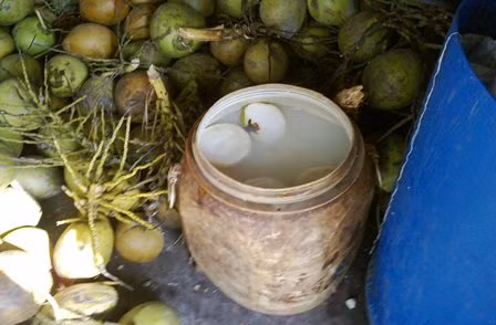  Dừa trắng đẹp bắt mắt nhờ được ngâm trong hóa chất